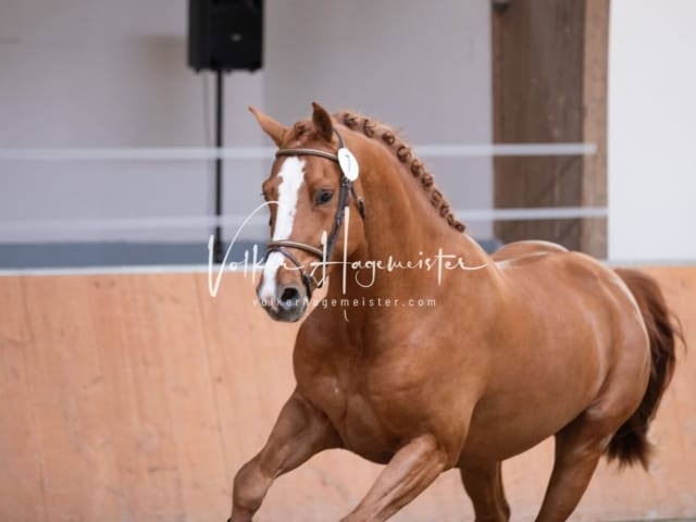 ZfdP Kranichstein Reitpferde 27