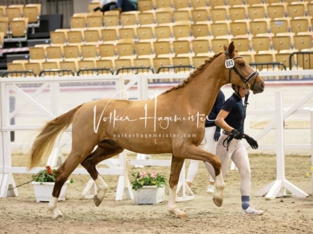 Impressionen Reitponys PSB Körung 4