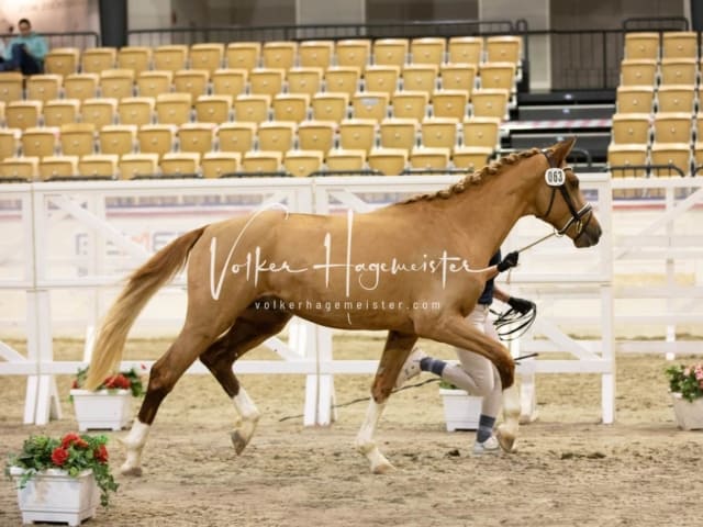 Impressionen Reitponys PSB Körung 5