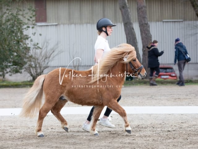 ZfdP Kranichstein Spezialrassen + Reitponys 12