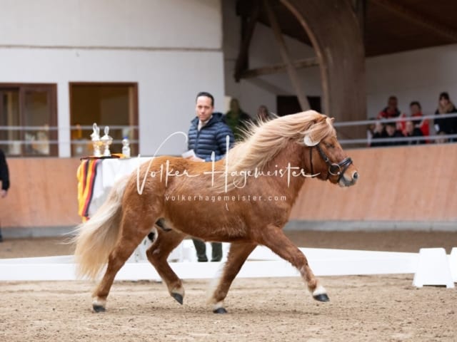 ZfdP Kranichstein Spezialrassen + Reitponys 13