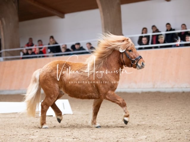 ZfdP Kranichstein Spezialrassen + Reitponys 14