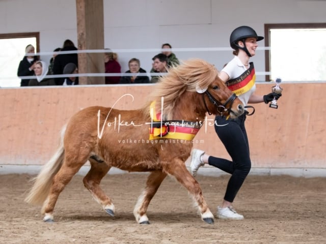 ZfdP Kranichstein Spezialrassen + Reitponys 15