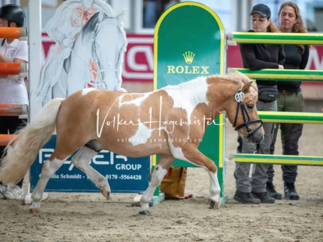 Impressionen ZfdP Sommerkörung 1