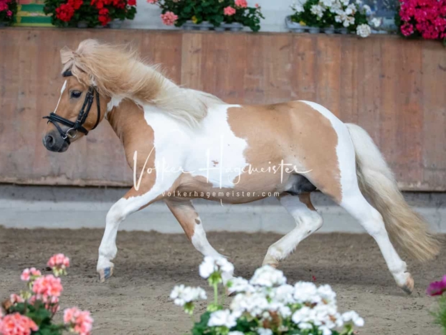 Impressionen ZfdP Sommerkörung 2