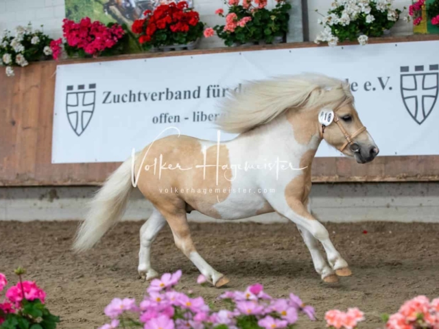 Impressionen ZfdP Sommerkörung 29