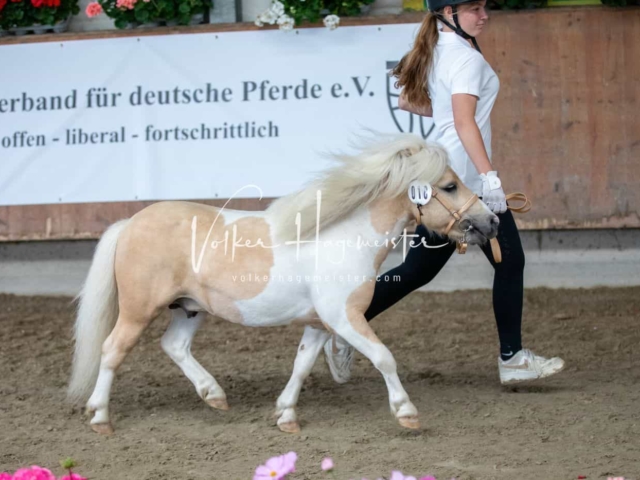 Impressionen ZfdP Sommerkörung 1