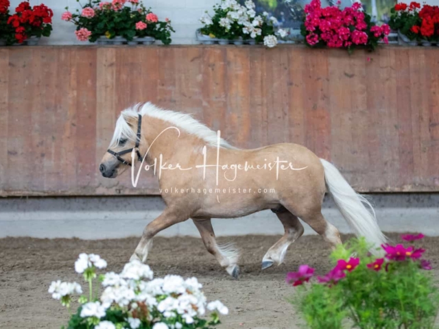 Impressionen ZfdP Sommerkörung 6