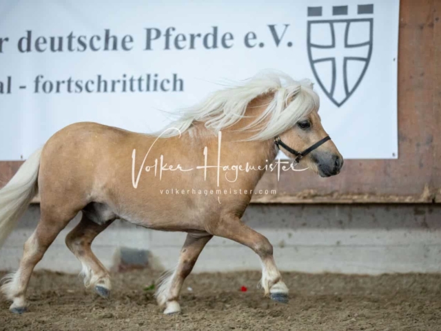 Impressionen ZfdP Sommerkörung 7