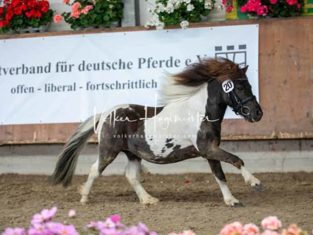 Impressionen ZfdP Sommerkörung 10