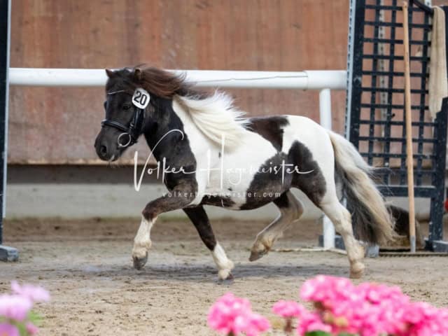 Impressionen ZfdP Sommerkörung 11