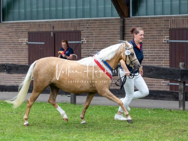 Impressionen PSB Eliteschau nachmittags 3