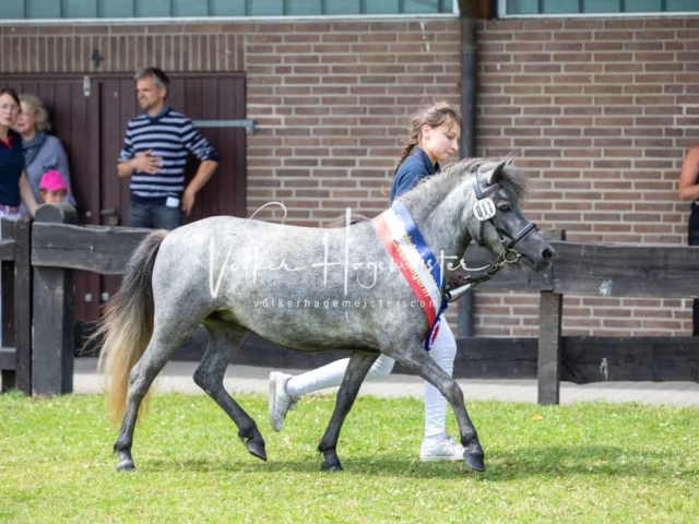 Impressionen PSB Eliteschau vormittags 20