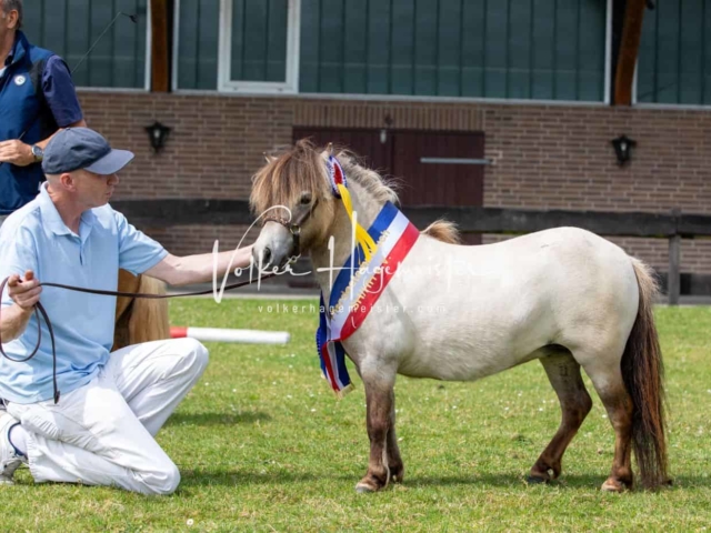 Impressionen PSB Eliteschau vormittags 11