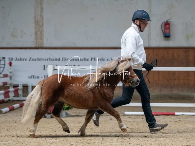 ZfdP Körung Verden 4