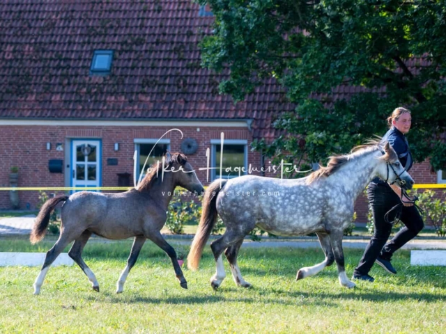 IG Schau vormittags 6