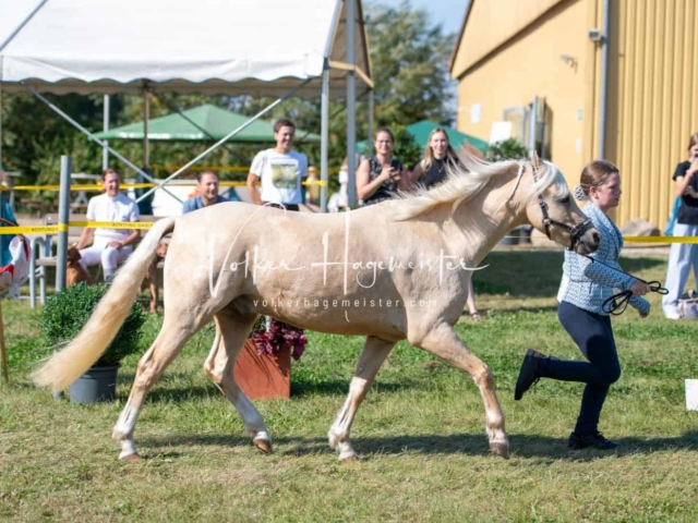 IG Schau vormittags 29