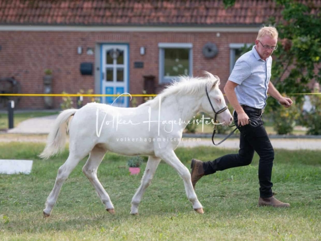 IG Schau nachmittags 18