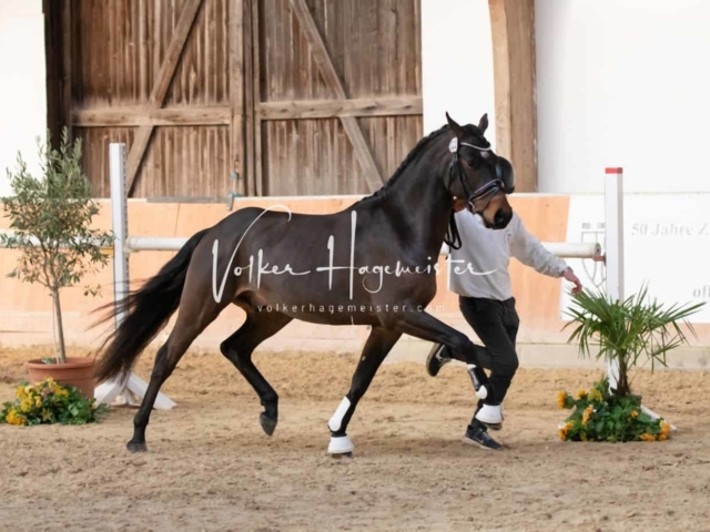 ZfdP Körung Kranichstein Ponys 1