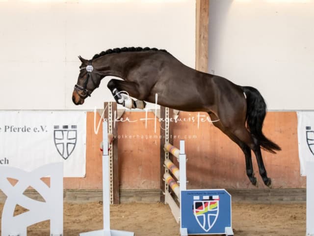 ZfdP Körung Kranichstein Ponys 3