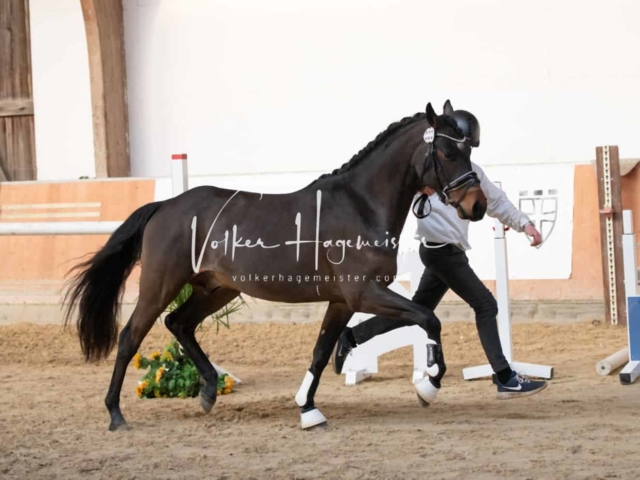 ZfdP Körung Kranichstein Ponys 4