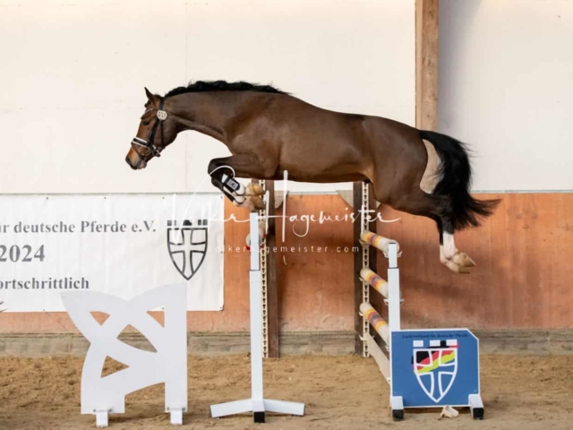 ZfdP Körung Kranichstein Ponys 5