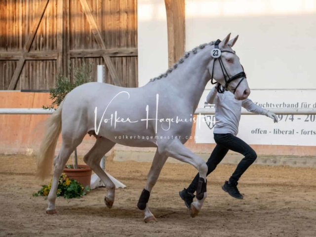 ZfdP Körung Kranichstein Ponys 8