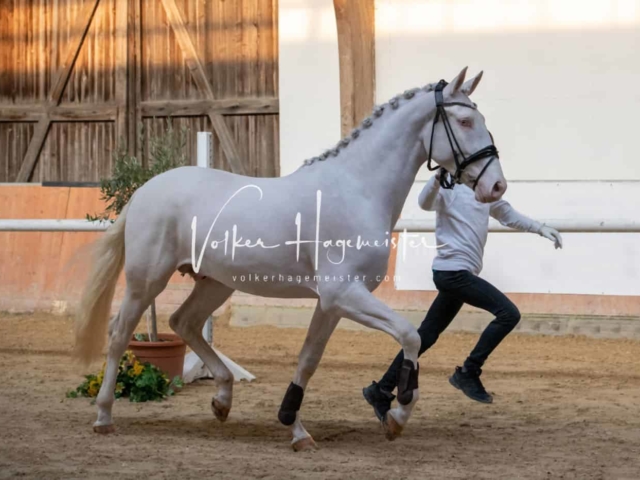 ZfdP Körung Kranichstein Ponys 9