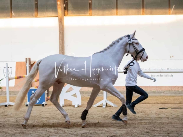 ZfdP Körung Kranichstein Ponys 12