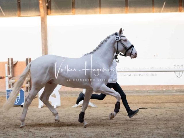 ZfdP Körung Kranichstein Ponys 13