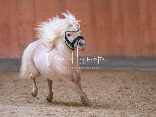 ZfdP Körung Kranichstein Ponys 14