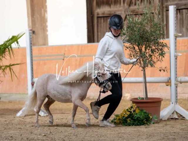 ZfdP Körung Kranichstein Ponys 16