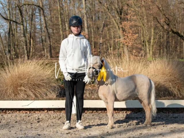 ZfdP Körung Kranichstein Ponys 17