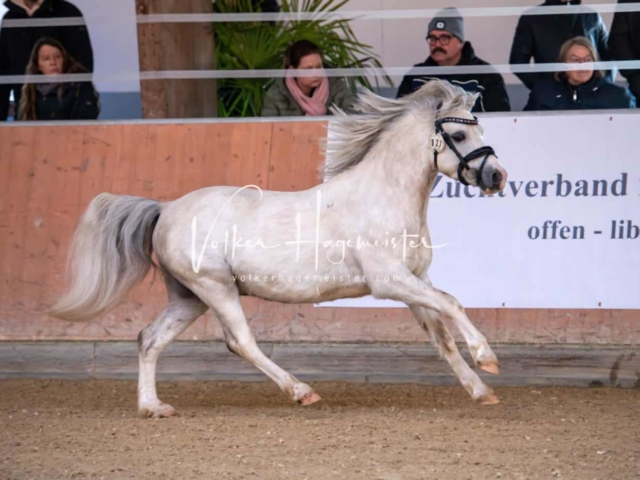 ZfdP Körung Kranichstein Ponys 19