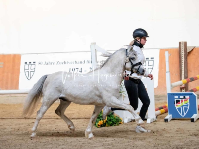 ZfdP Körung Kranichstein Ponys 23