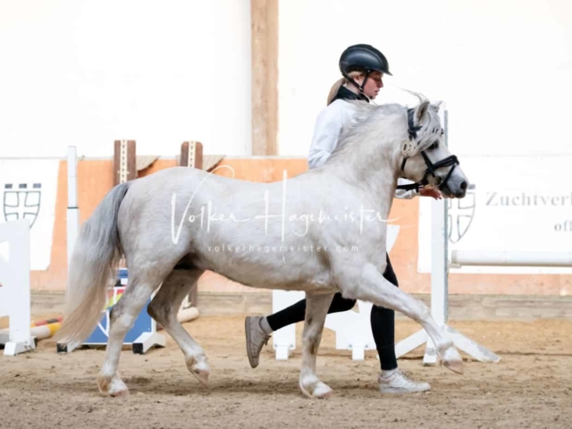 ZfdP Körung Kranichstein Ponys 24