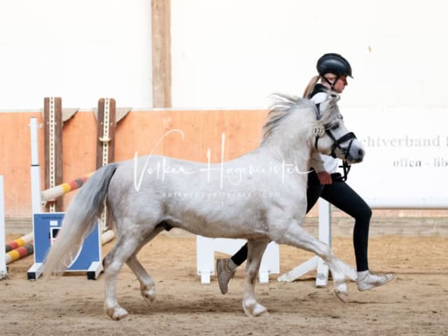 ZfdP Körung Kranichstein Ponys 25