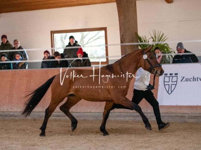 ZfdP Körung Kranichstein Ponys 26