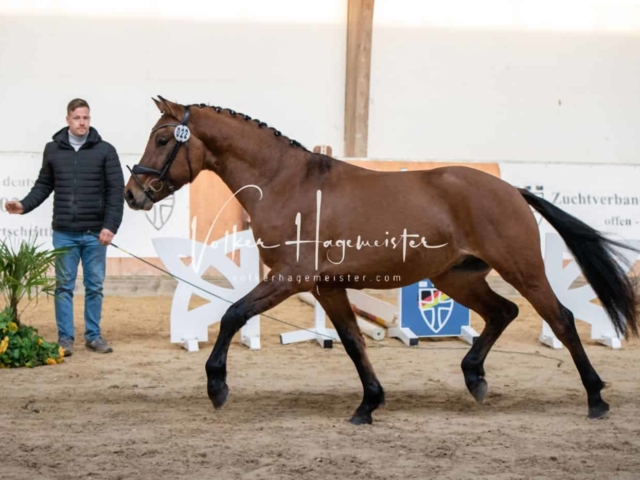 ZfdP Körung Kranichstein Ponys 27