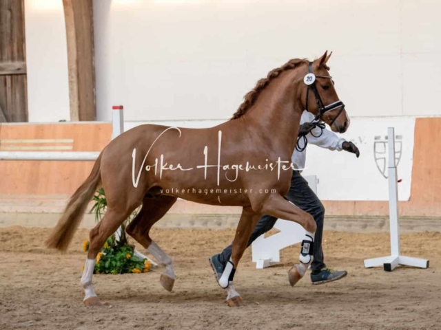 ZfdP Körung Kranichstein Ponys 29