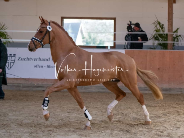 ZfdP Körung Kranichstein Ponys 30