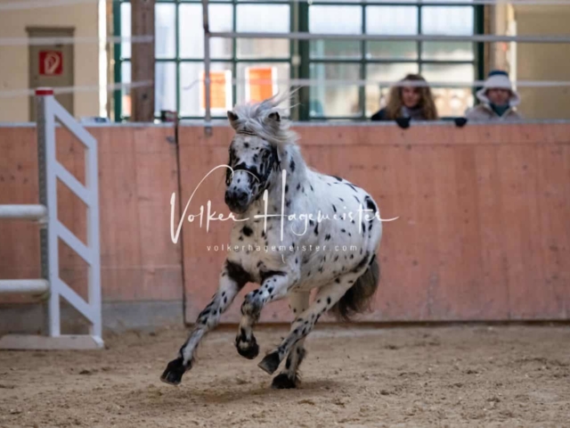 ZfdP Körung Kranichstein Ponys 5