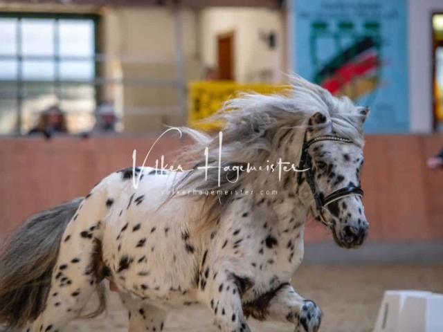 ZfdP Körung Kranichstein Ponys 6