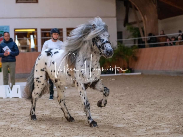 ZfdP Körung Kranichstein Ponys 7