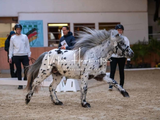 ZfdP Körung Kranichstein Ponys 8