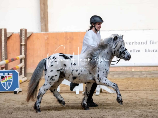 ZfdP Körung Kranichstein Ponys 9