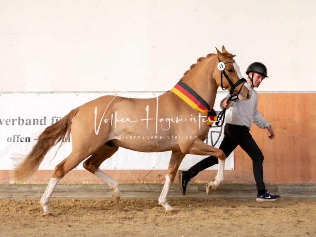 ZfdP Körung Kranichstein Ponys 12