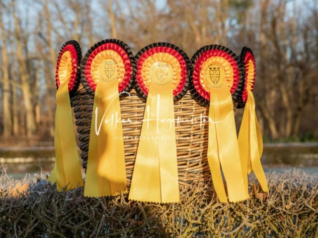 ZfdP Körung Kranichstein Ponys 18