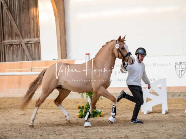 ZfdP Körung Kranichstein Ponys 20