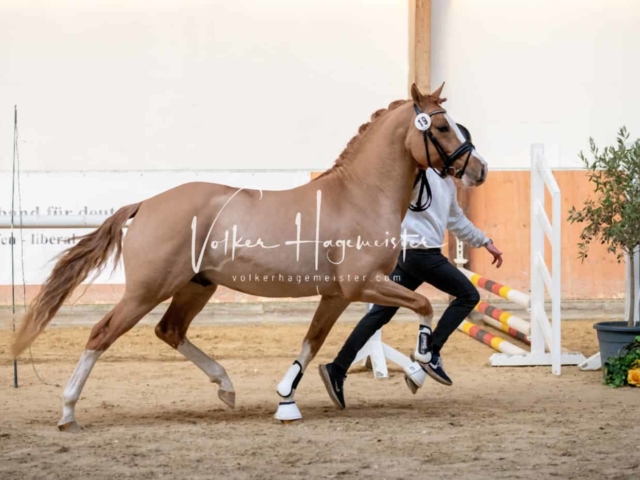 ZfdP Körung Kranichstein Ponys 23